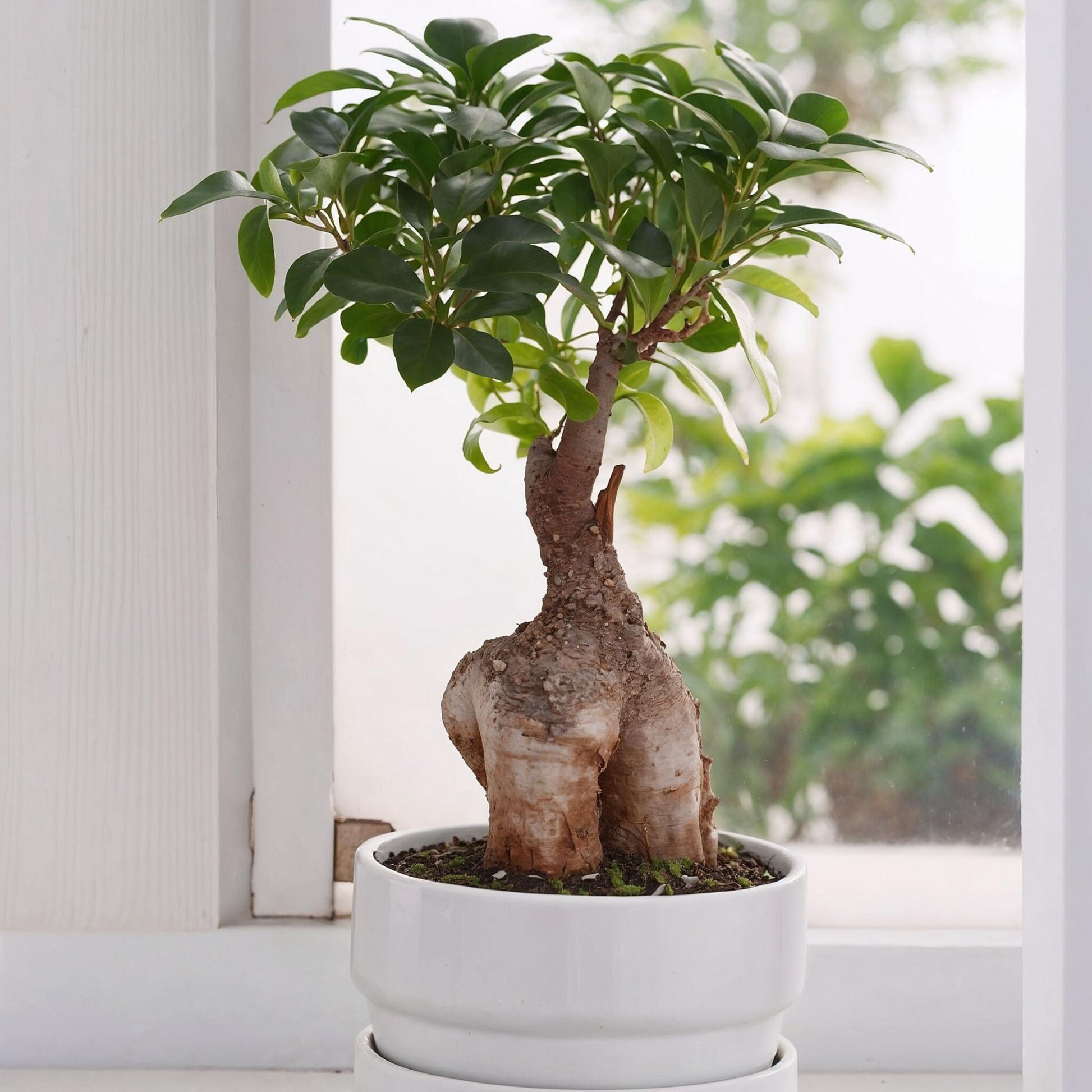 Laurel De Indias - 4 Pzs - Ficus Microcarpa - Altura 35-40cm - ⌀15cm_4