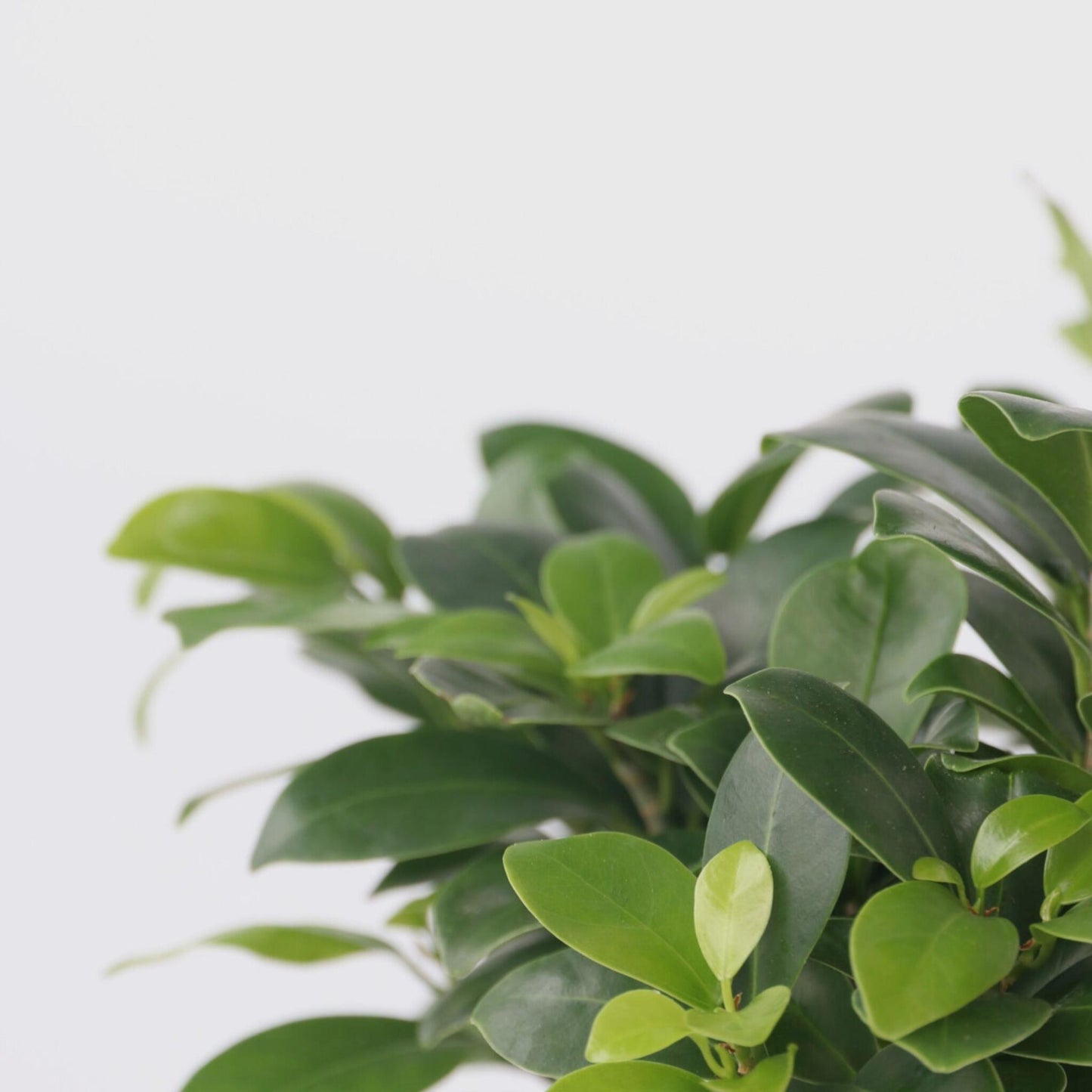 Laurel De Indias - Ficus Microcarpa - Altura 30-40cm - ⌀12cm_3