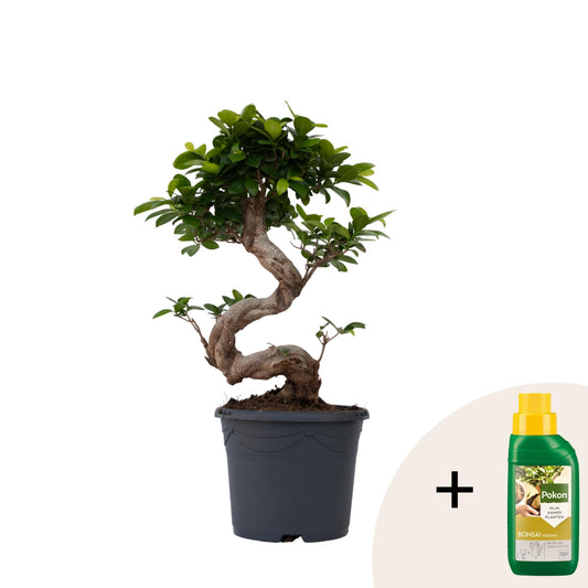 Laurel De Indias - Ficus Microcarpa 'ginseng' - Altura 55-65cm - ⌀20cm_0
