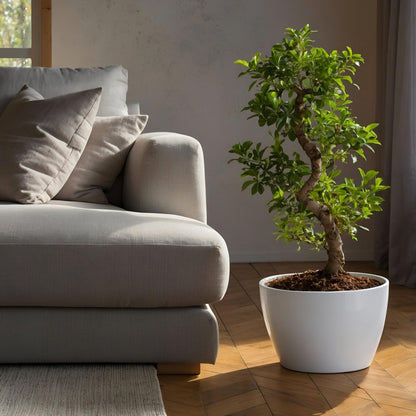 Laurel De Indias - Ficus Microcarpa 'ginseng' - Altura 55-65cm - ⌀20cm_1