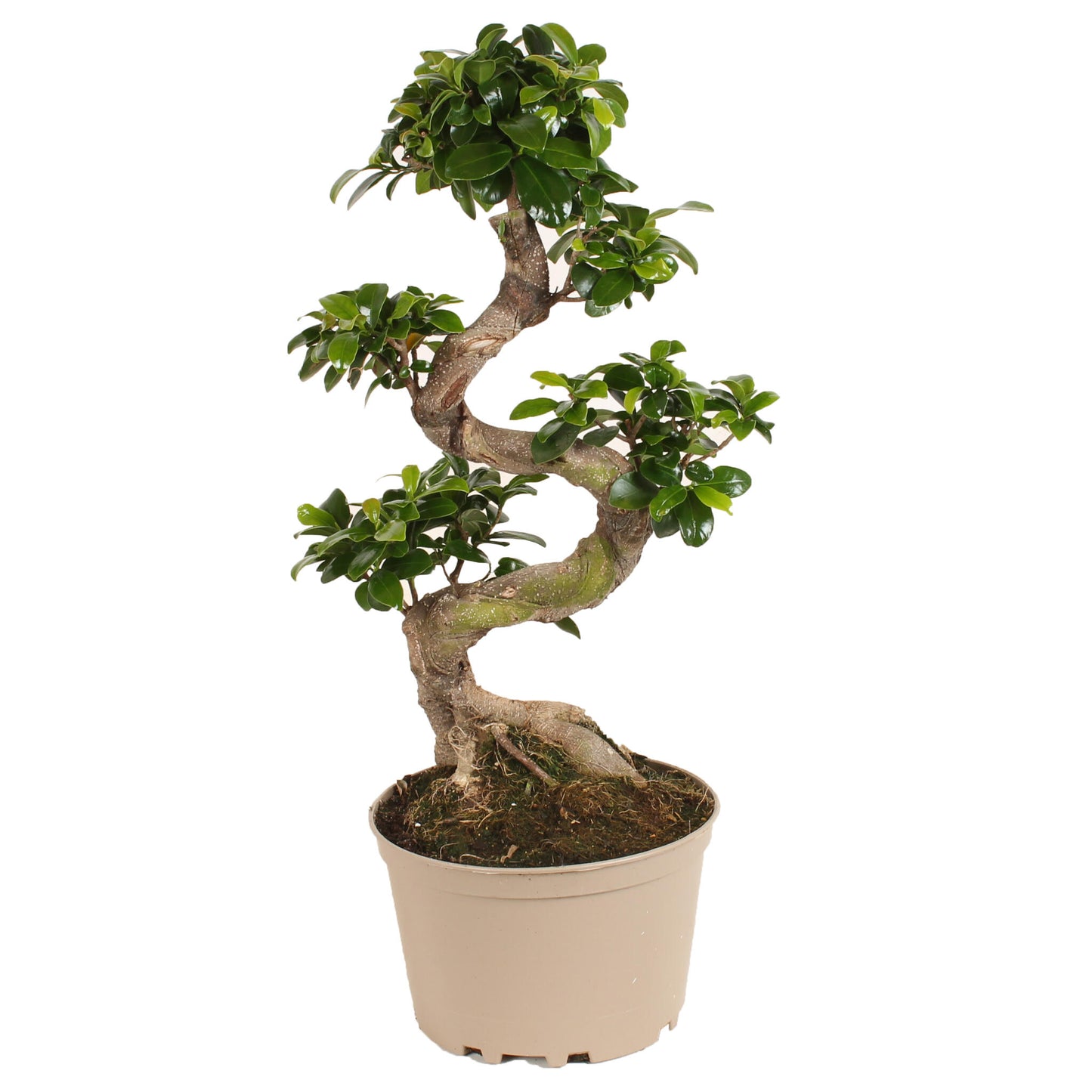 Laurel De Indias - Ficus Microcarpa 'ginseng' - Altura 60-70cm - ⌀22cm_0