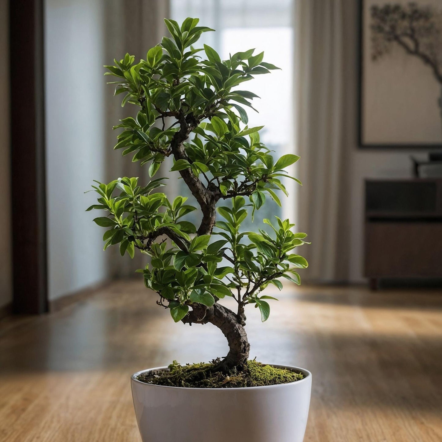 Laurel De Indias - Ficus Microcarpa 'ginseng' - Altura 60-70cm - ⌀22cm_1