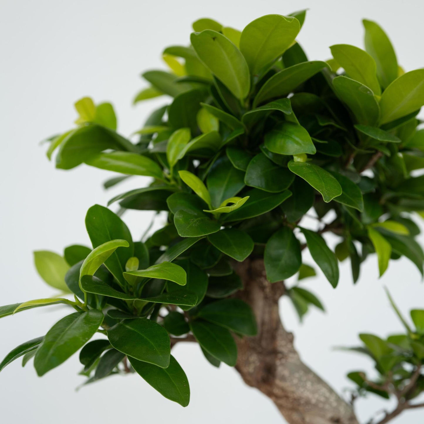 Laurel De Indias - Ficus Microcarpa 'ginseng' - Altura 60-70cm - ⌀22cm_3