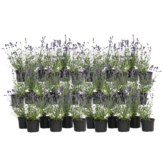 Lavanda - 36 Pzs - Lavandula Angustifolia - Altura 10-15cm - ⌀105cm_0