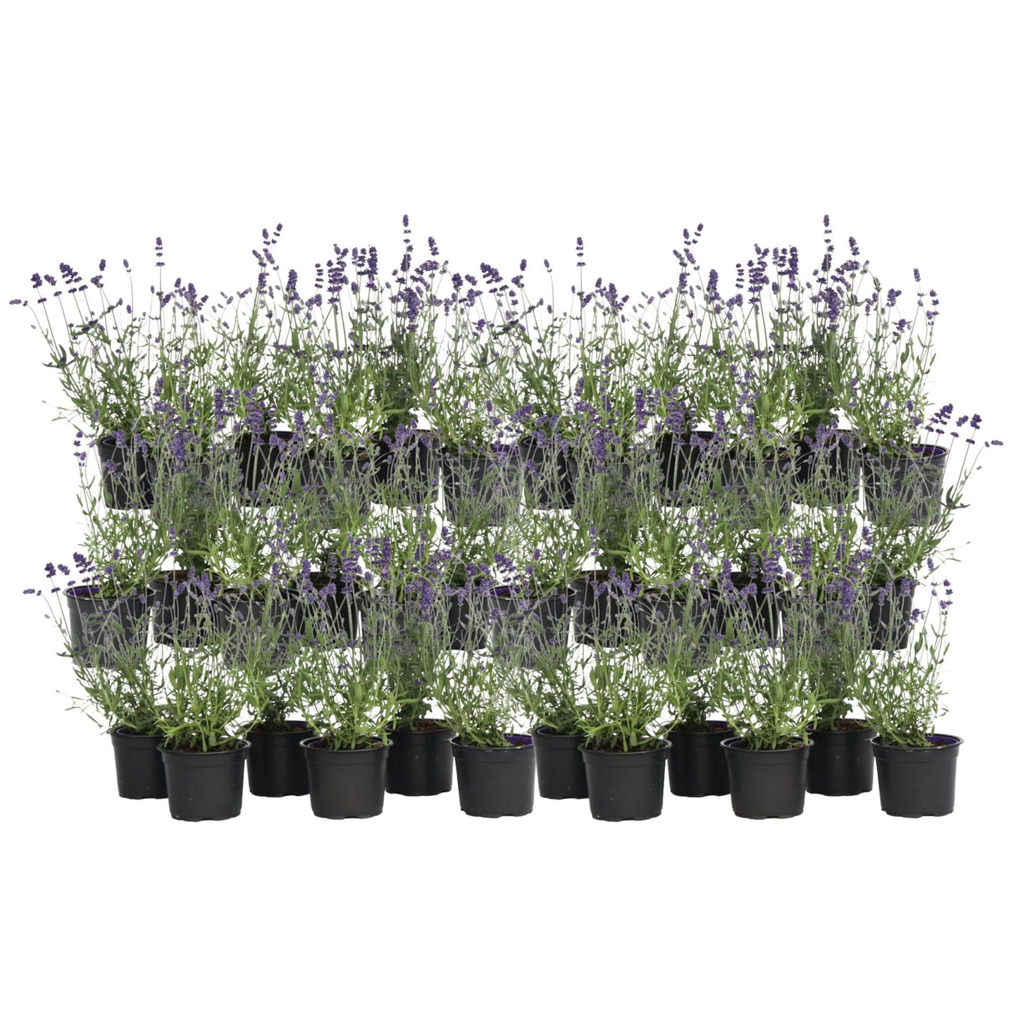 Lavanda - 36 Pzs - Lavandula Angustifolia - Altura 10-15cm - ⌀105cm_0