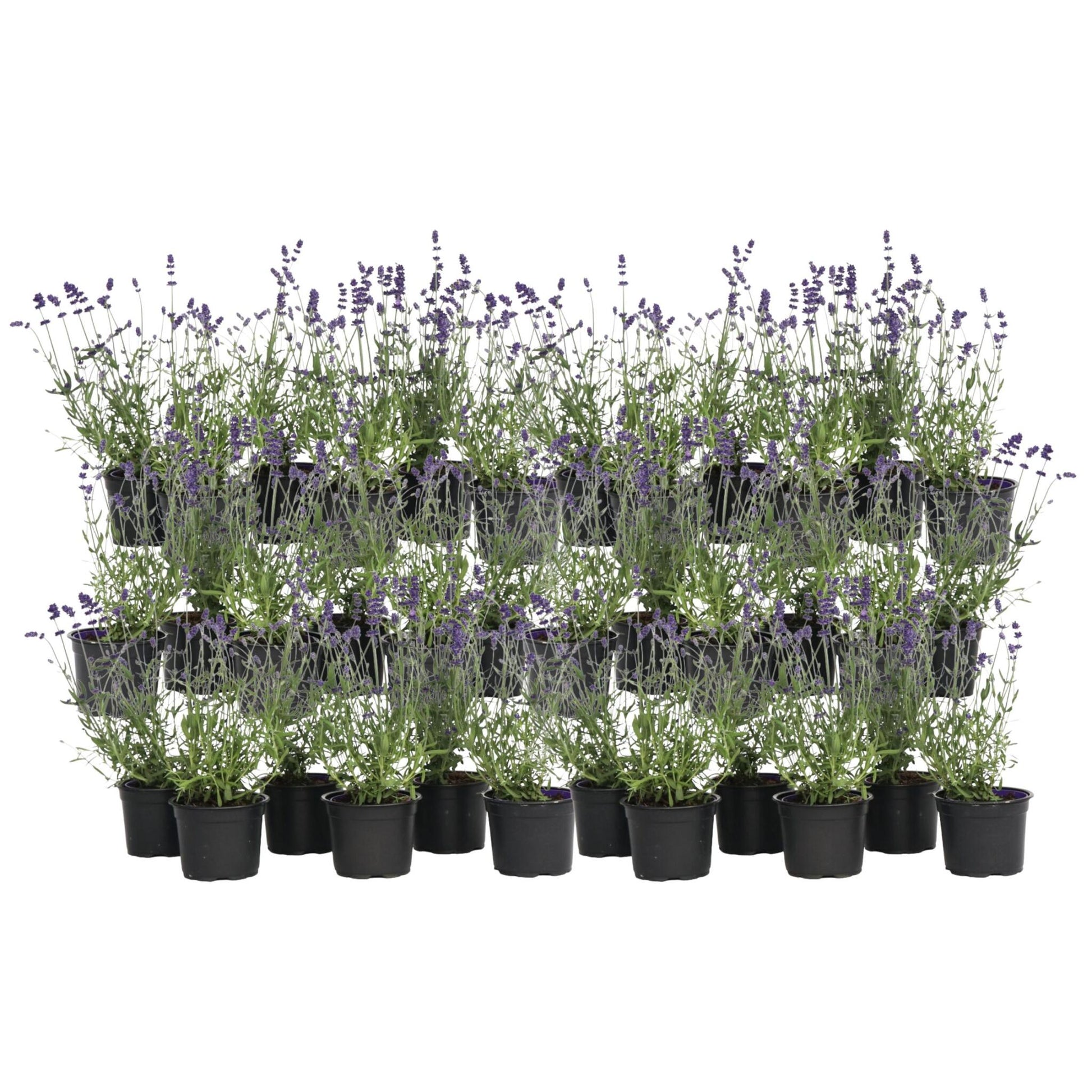 Lavanda - 36 Pzs - Lavandula Angustifolia - Altura 10-15cm - ⌀105cm_0