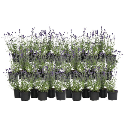 Lavanda - 36 Pzs - Lavandula Angustifolia - Altura 10-15cm - ⌀105cm_0