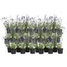 Lavanda - 36 Pzs - Lavandula Angustifolia - Altura 10-15cm - ⌀105cm