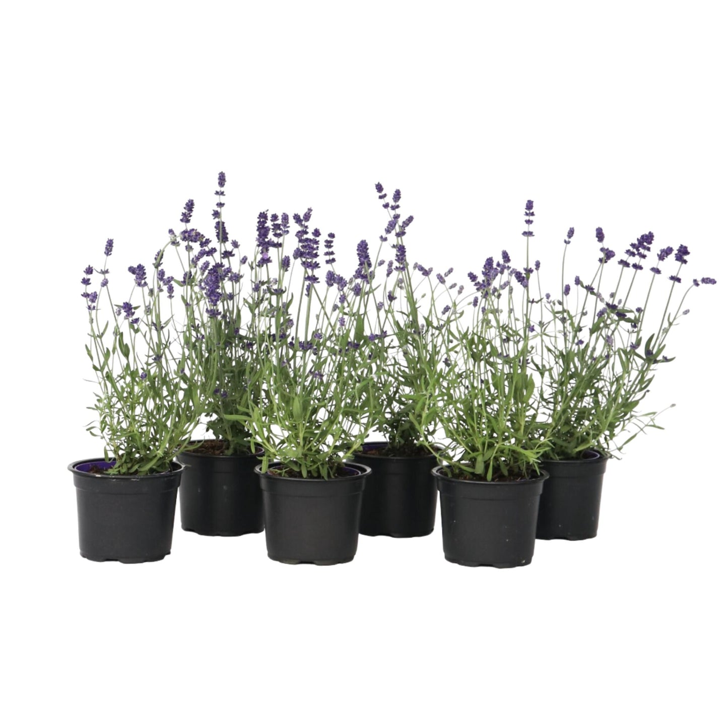 Lavanda - 6 Pzs - Lavandula Angustifolia - Altura 10-15cm - ⌀105cm_0