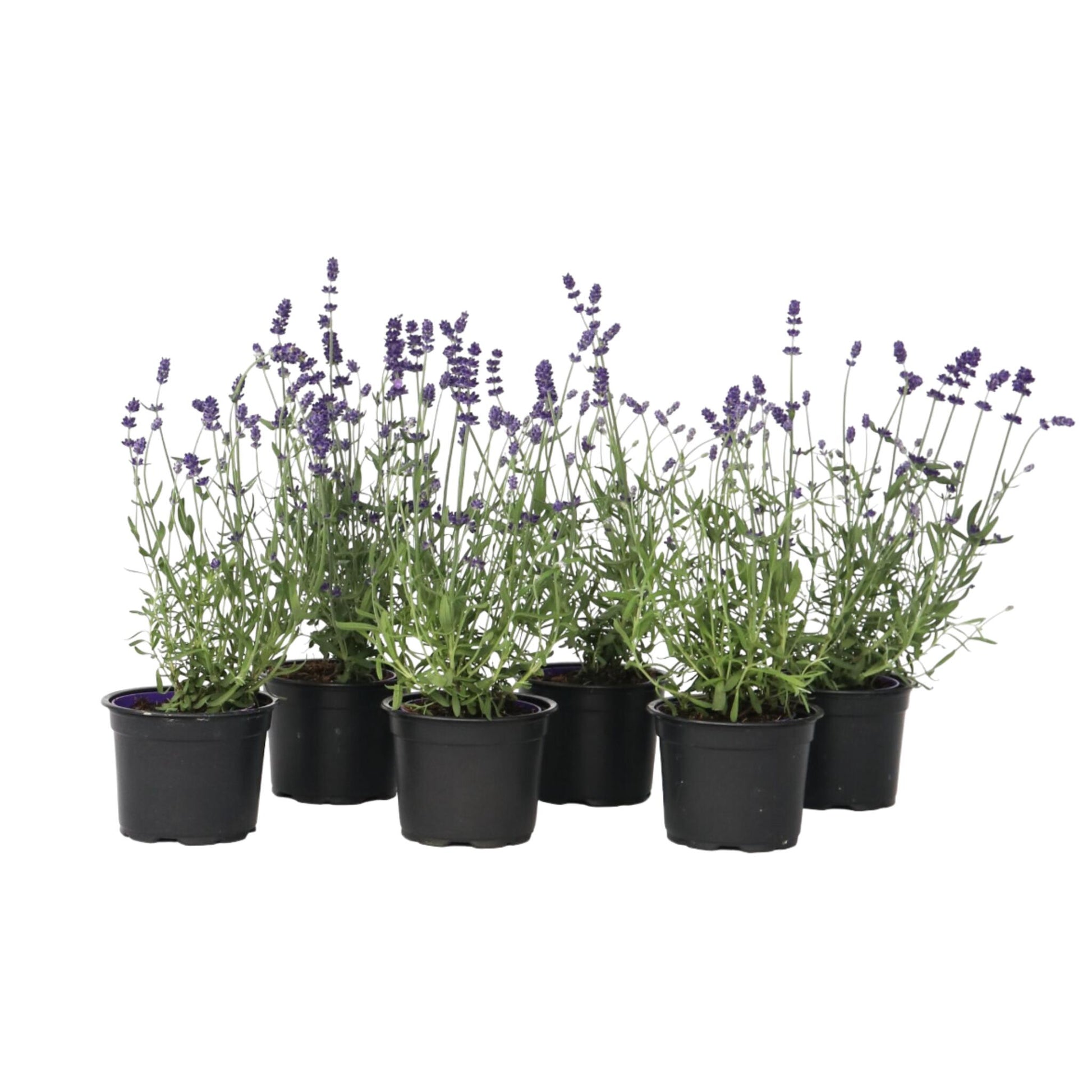 Lavanda - 6 Pzs - Lavandula Angustifolia - Altura 10-15cm - ⌀105cm_0