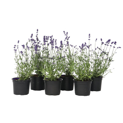 Lavanda - 6 Pzs - Lavandula Angustifolia - Altura 10-15cm - ⌀105cm_0