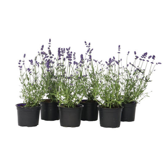 Lavanda - 6 Pzs - Lavandula Angustifolia - Altura 10-15cm - ⌀105cm_0