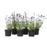 Lavanda - 6 Pzs - Lavandula Angustifolia - Altura 10-15cm - ⌀105cm