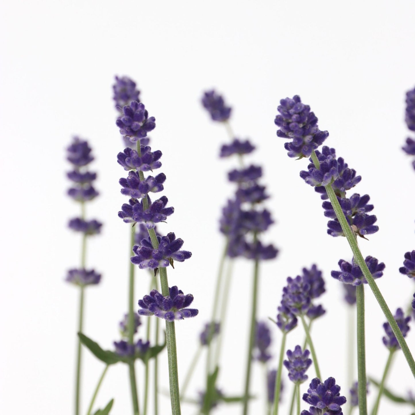 Lavanda - 6 Pzs - Lavandula Angustifolia - Altura 10-15cm - ⌀105cm_3