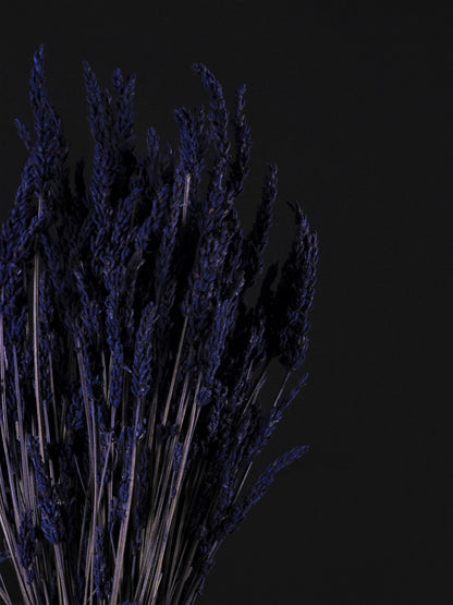 Lavanda Seca_1