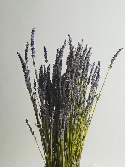 Lavanda Seca_3