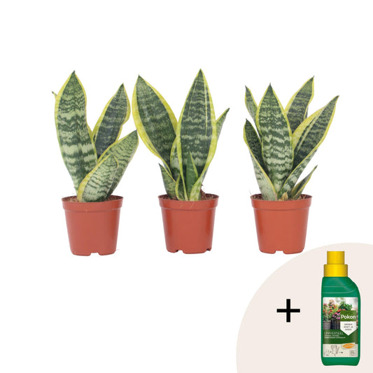 Lengua De Suegra - 3 Pzs - Sansevieria 'futura' - Altura 35-40cm - ⌀12cm_0