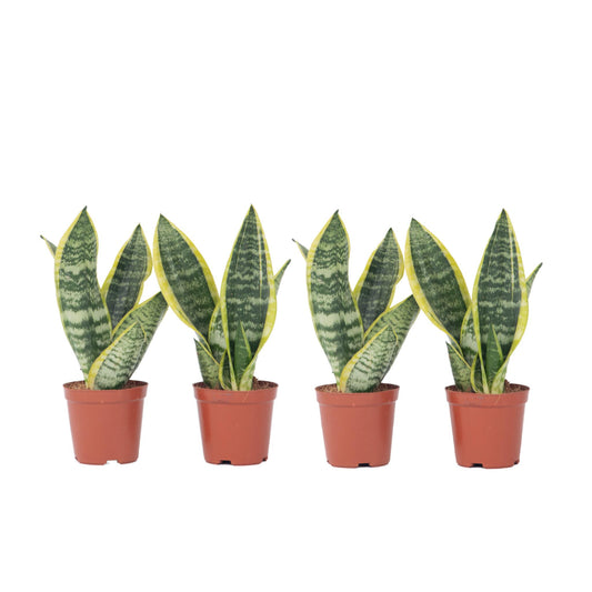 Lengua De Suegra - 4 Pzs - Sansevieria 'futura' - Altura 35-40cm - ⌀12cm_0