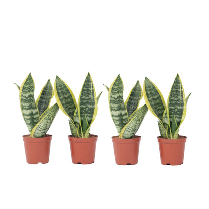 Lengua De Suegra - 4 Pzs - Sansevieria 'futura' - Altura 35-40cm - ⌀12cm_0