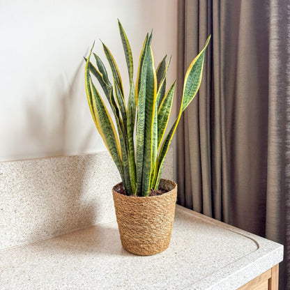Lengua De Suegra - Sansevieria Laurentii Incluye Cesta - Altura 60-70cm - ⌀17cm_1