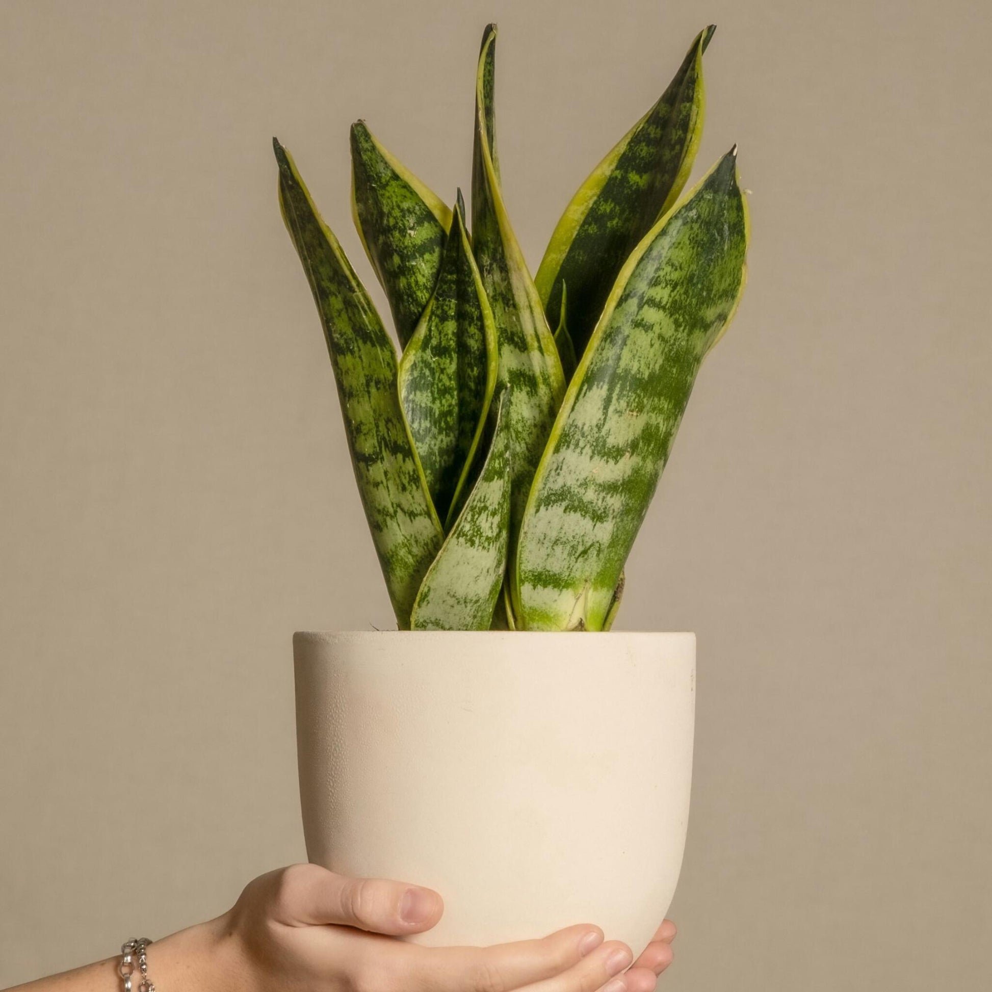 Lengua De Suegra - Sansevieria Trifasciata Laurentii - Altura 40-50cm - ⌀14cm_4