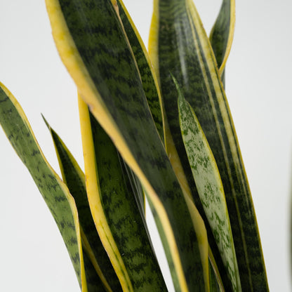 Lengua De Suegra - Sansevieria Trifasciata Laurentii - Altura 65-75cm - ⌀21cm_3
