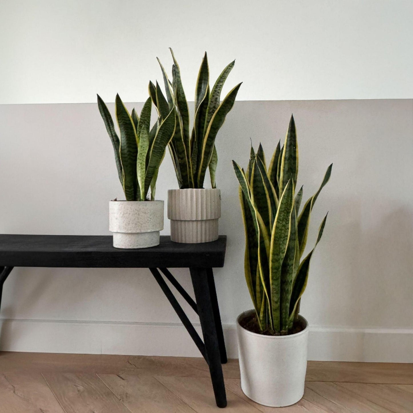 Lengua De Suegra - Sansevieria Trifasciata Laurentii - Altura 65-75cm - ⌀21cm_4