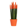 Lengua De Suegra Cilíndrica - Sansevieria Cylindrica - Altura 20-40cm - ⌀9cm