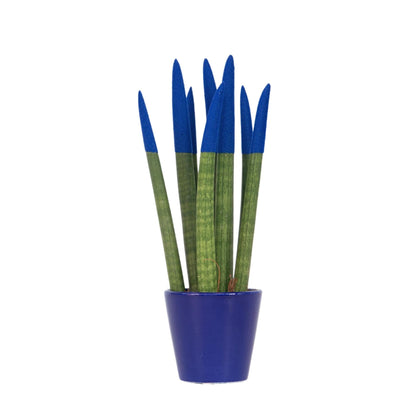 Lengua De Suegra Cilíndrica - Sansevieria Cylindrica - Altura 20-40cm - ⌀9cm_0