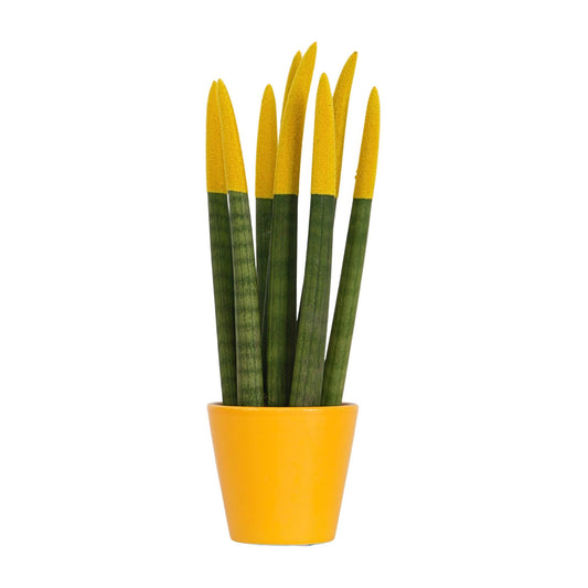 Lengua De Suegra Cilíndrica - Sansevieria Cylindrica - Altura 20-40cm - ⌀9cm_0