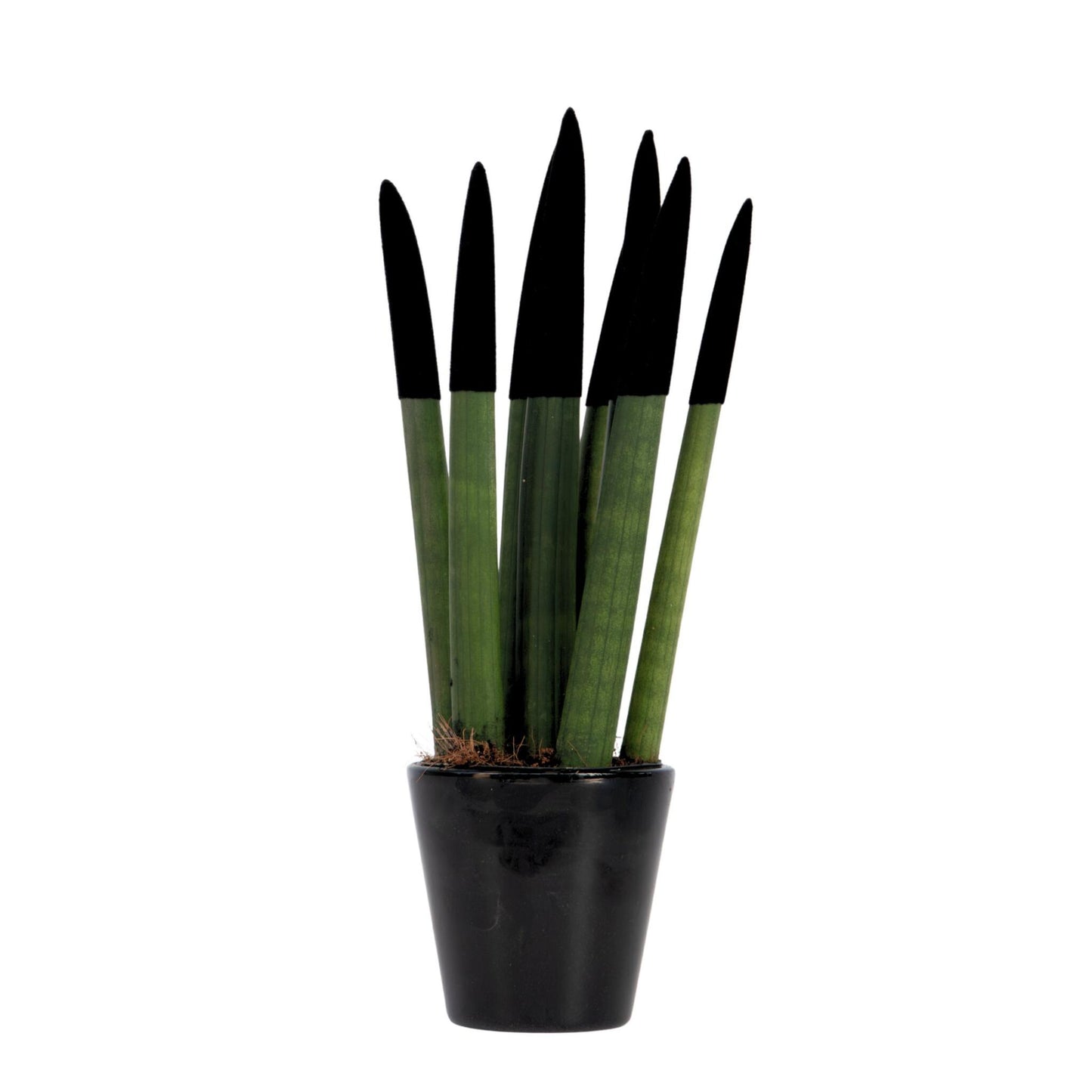 Lengua De Suegra Cilíndrica - Sansevieria Cylindrica - Altura 20-40cm - ⌀9cm_0