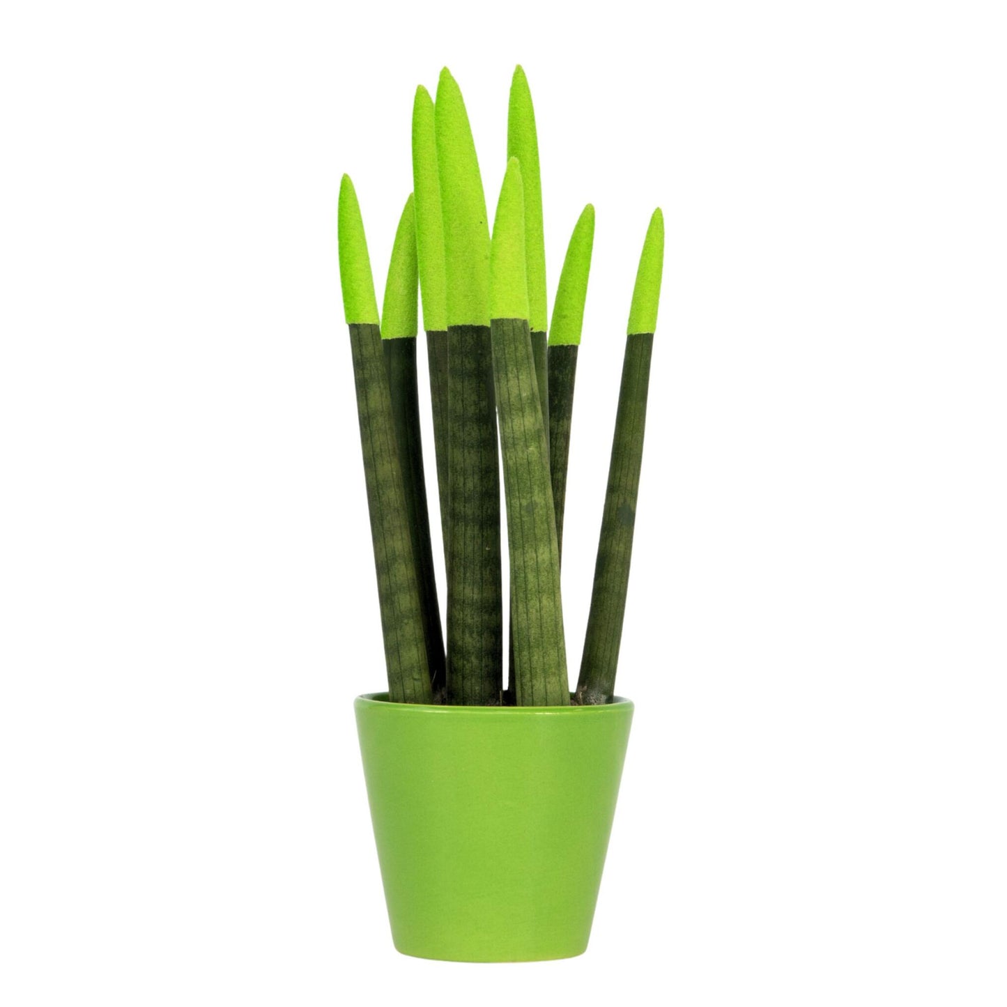 Lengua De Suegra Cilíndrica - Sansevieria Cylindrica - Altura 20-40cm - ⌀9cm_0