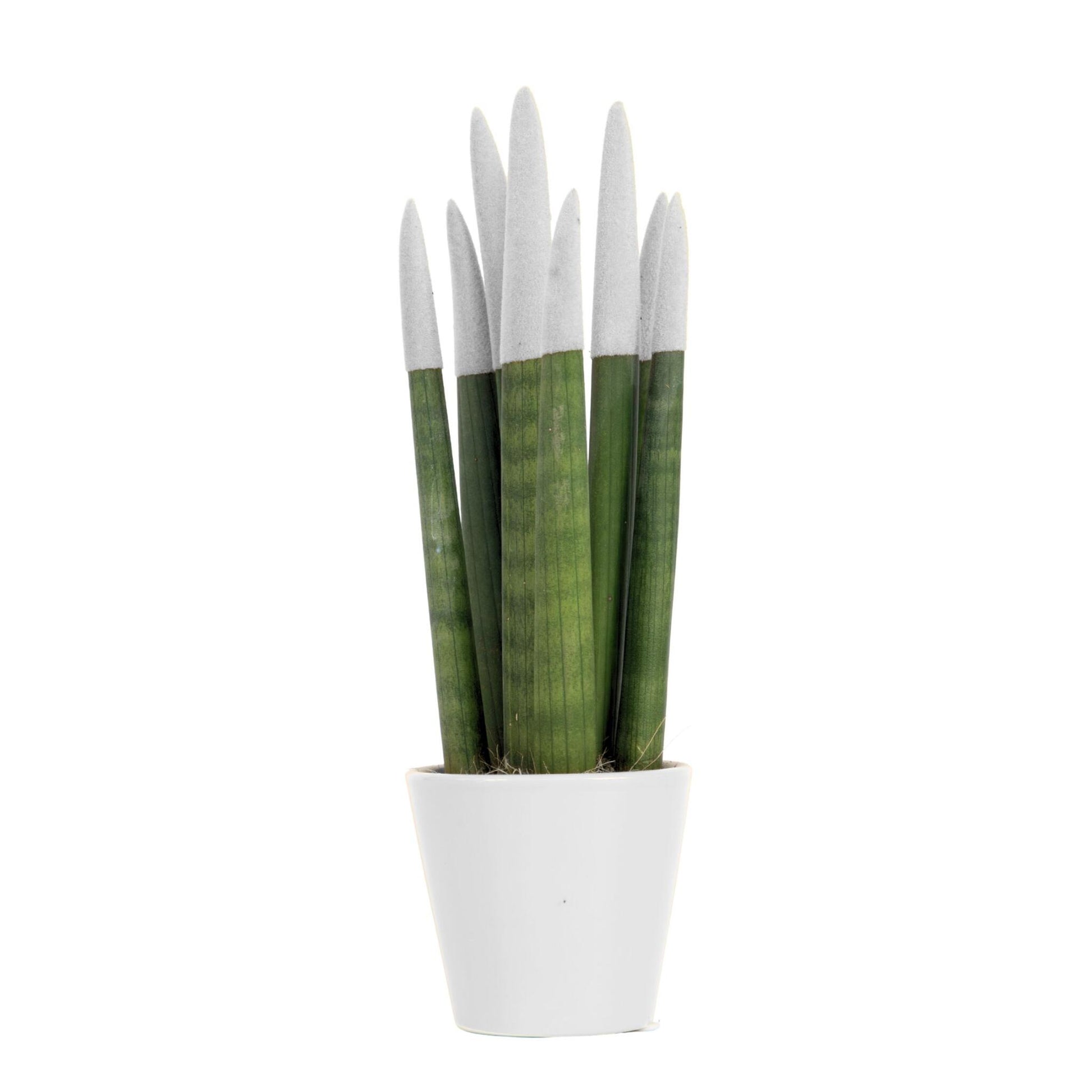 Lengua De Suegra Cilíndrica - Sansevieria Cylindrica - Altura 20-40cm - ⌀9cm_0