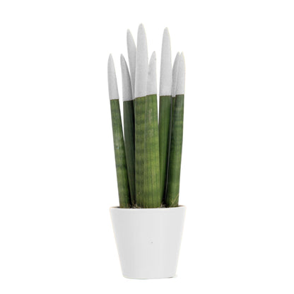 Lengua De Suegra Cilíndrica - Sansevieria Cylindrica - Altura 20-40cm - ⌀9cm_0