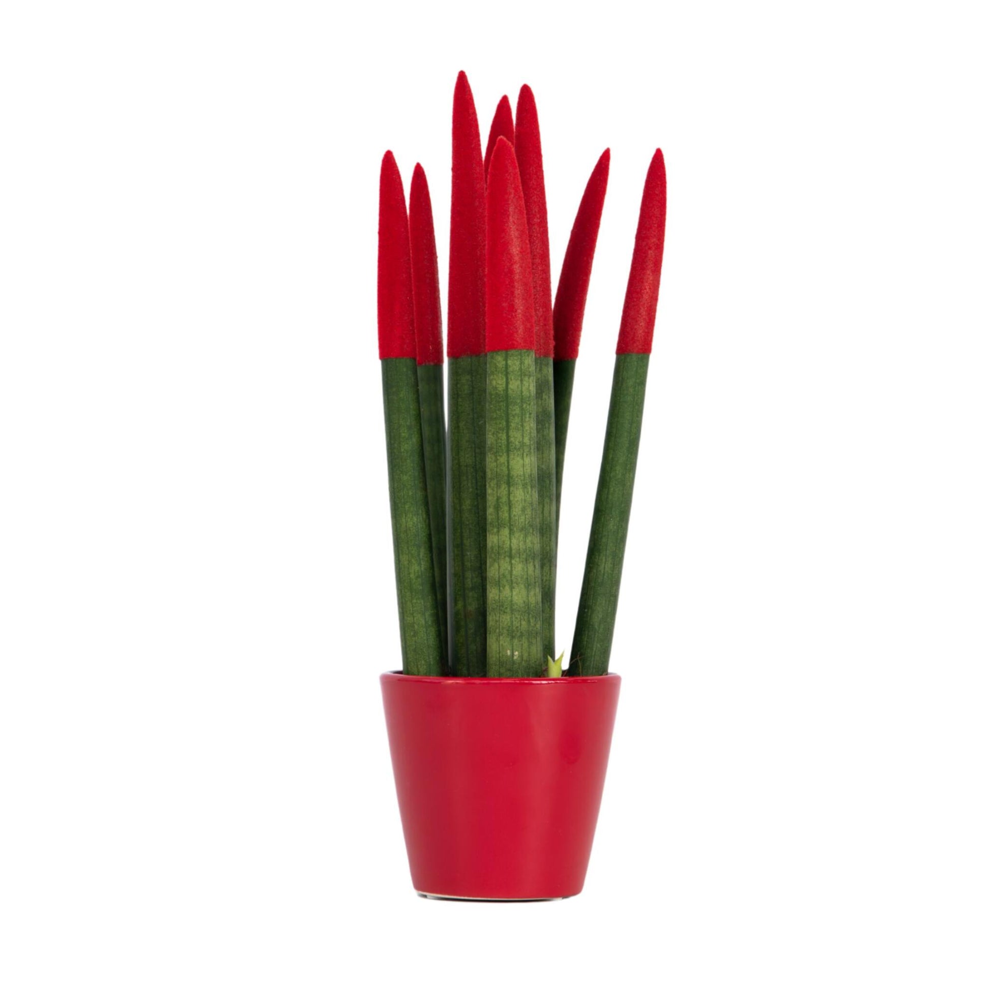 Lengua De Suegra Cilíndrica - Sansevieria Cylindrica - Altura 20-40cm - ⌀9cm_0