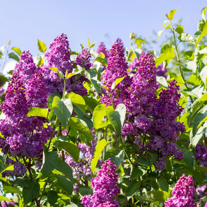 Lila - 2 Pzs - Syringa Vulgaris 'ludwig Spath' - Altura 25-40cm - ⌀17cm_3
