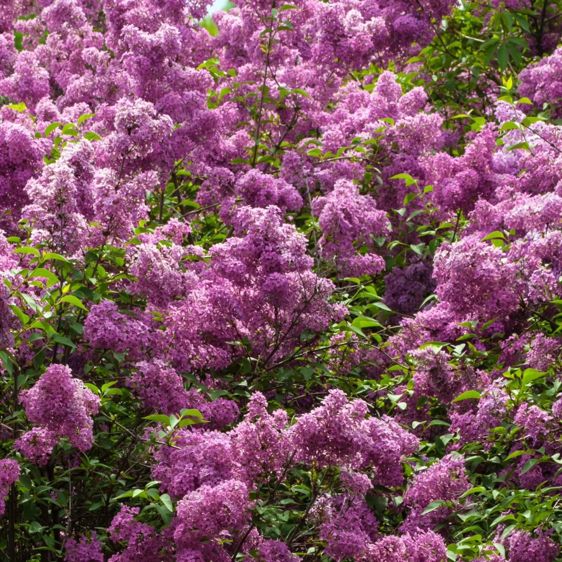Lila - 3 Pzs - Syringa Vulgaris - Altura 25-40cm - ⌀17cm_4
