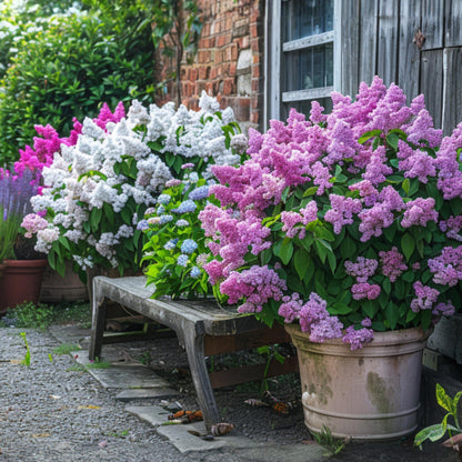 Lila - 6 Pzs - Syringa Vulgaris - Altura 25-40cm - ⌀17cm_1