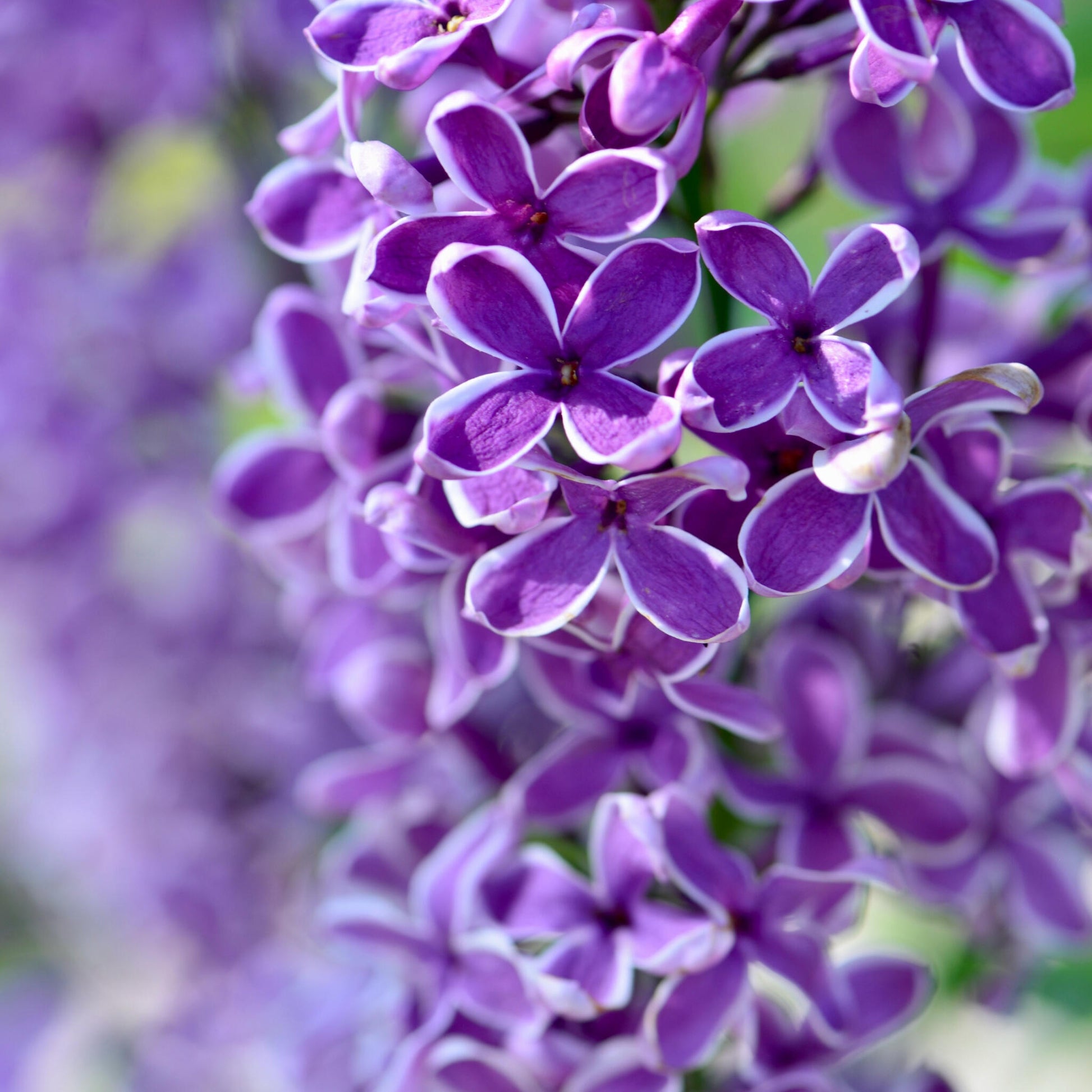 Lila - Syringa 'bloomerang' - Altura 55-65cm - ⌀19cm_1