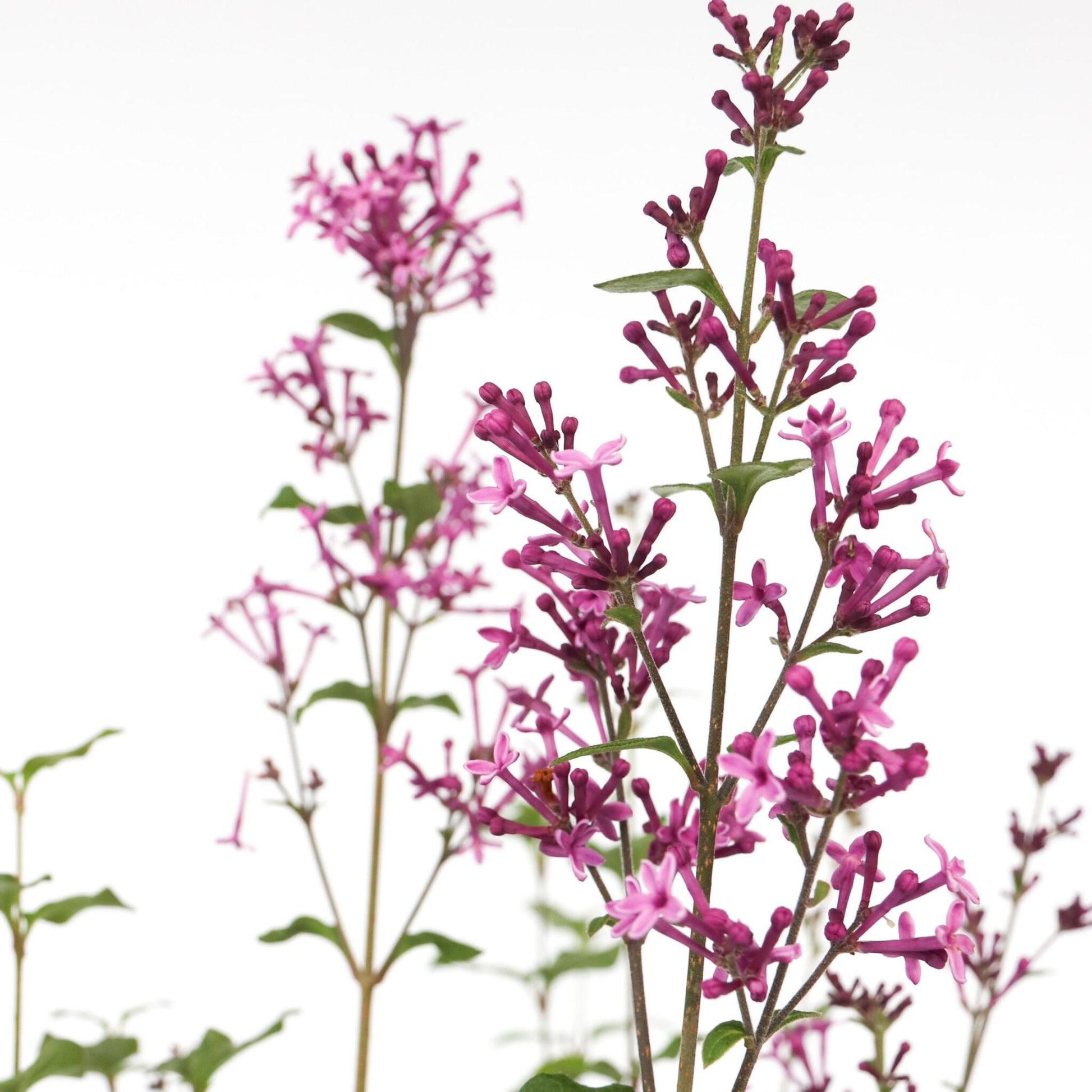 Lila - Syringa 'bloomerang' - Altura 55-65cm - ⌀19cm_3