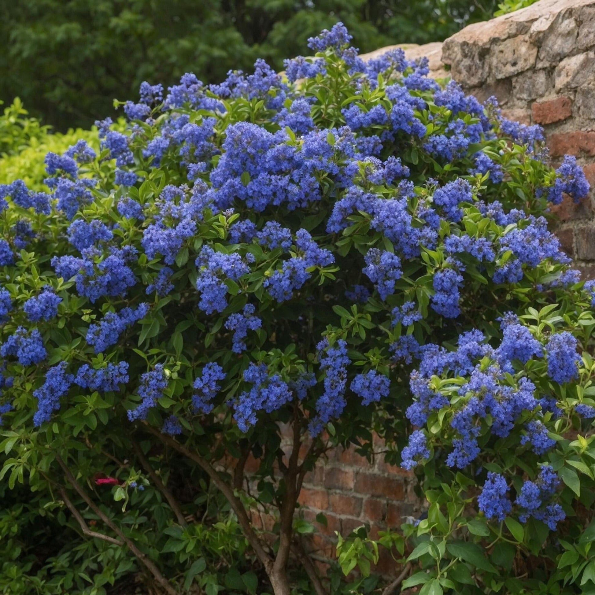 Lila De California - Ceanothus Thyrsiflorus Repens - Altura 60-70cm - ⌀17cm_1