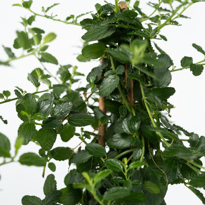 Lila De California - Ceanothus Thyrsiflorus Repens - Altura 60-70cm - ⌀17cm_3