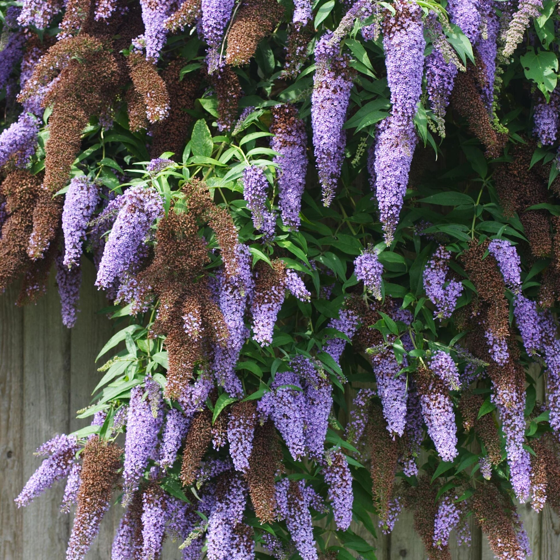 Lila De Verano - 3 Pzs - Buddleja Davidii 'nanho Blue' - Altura 25-40cm - ⌀9cm_1