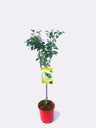 Lima En Maceta 25 Cm. 150-180 Cm. Alt. Natural - Fitoralia