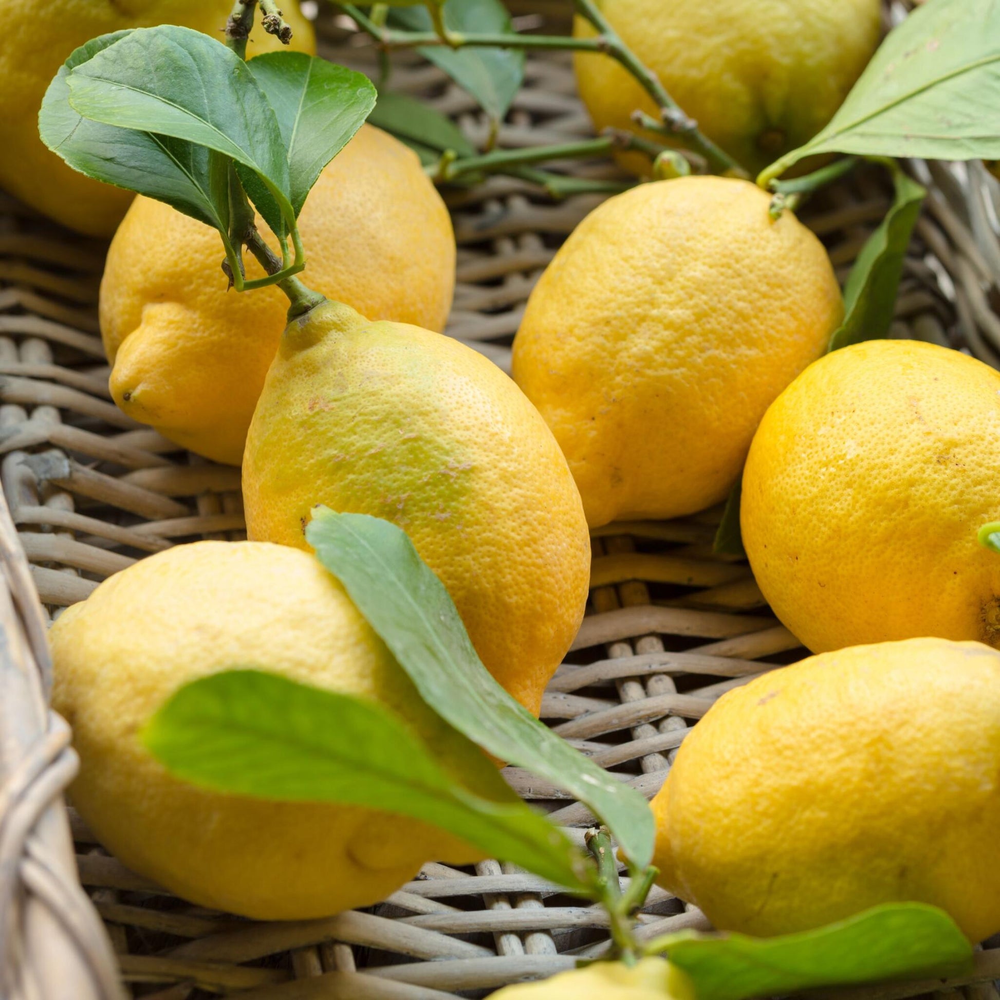 Limonero - 3 Piezas - Citrus Limon - Altura 25-40cm - ⌀9cm_3
