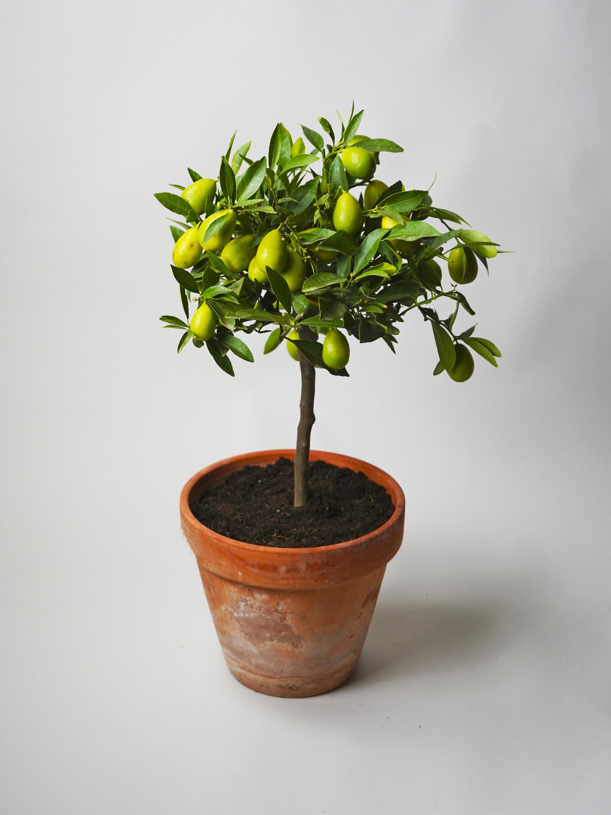 Limonero Citrofortunella_0