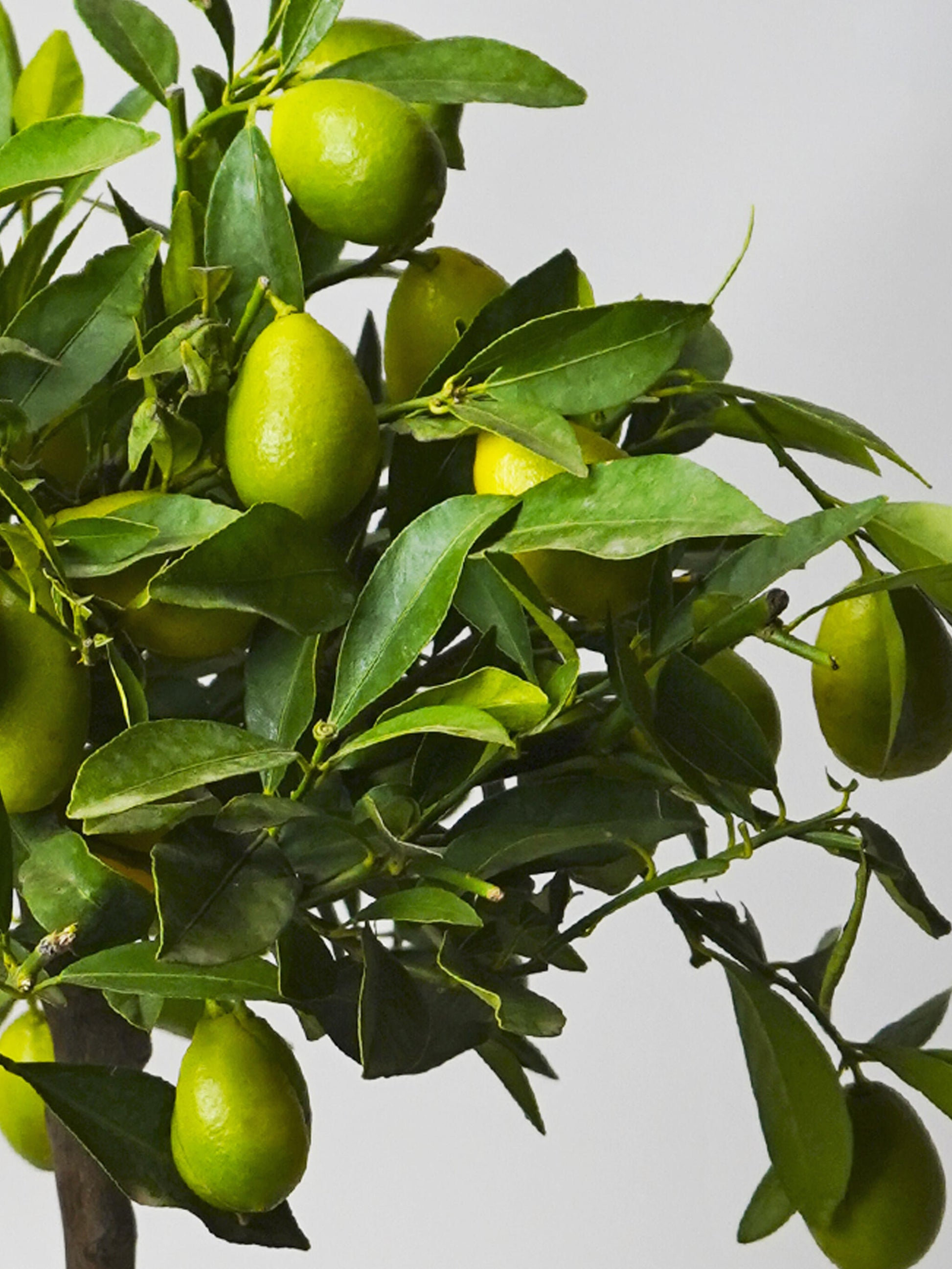 Limonero Citrofortunella_1