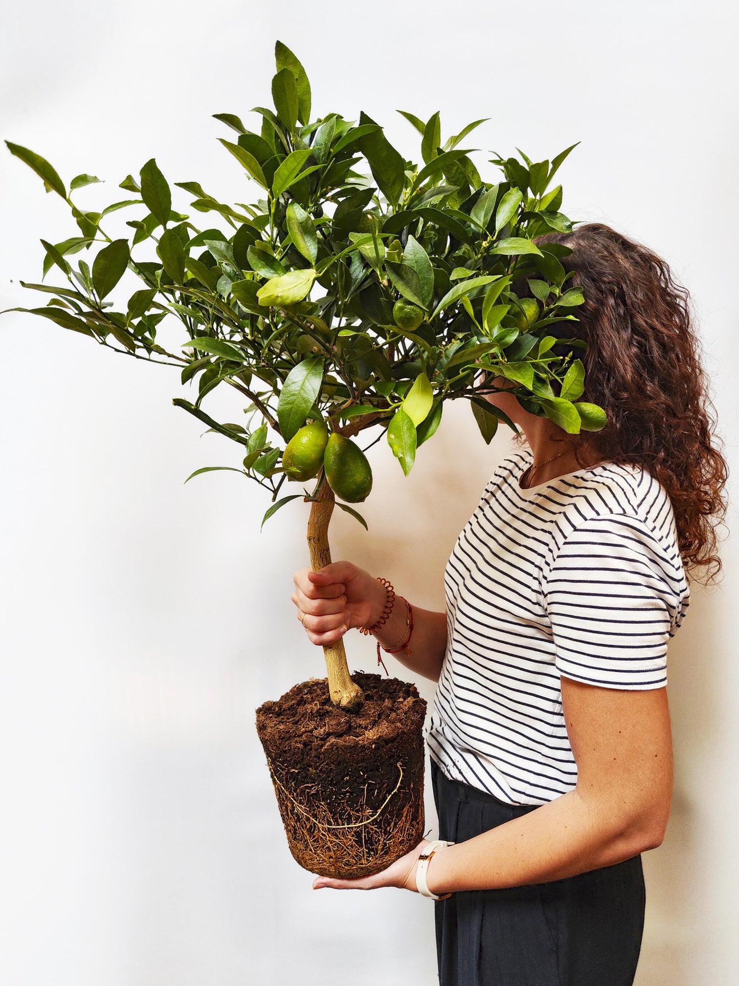 Limonero Citrofortunella_2