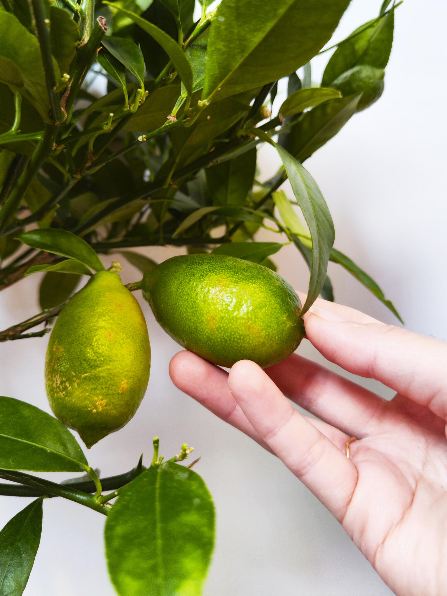 Limonero Citrofortunella_3