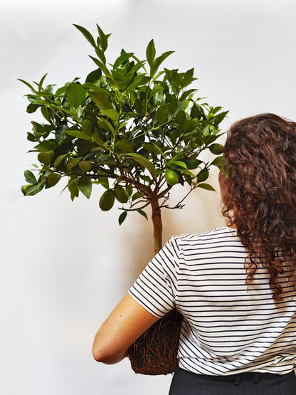 Limonero Citrofortunella_4